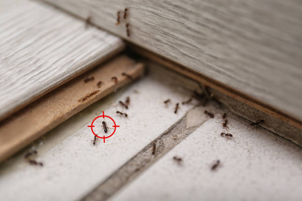 Best Residential Pest Control  in Louisville, TN