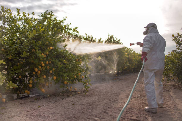 Best Pest Control Treatment  in Louisville, TN